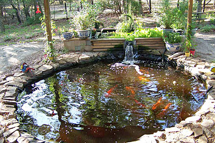 Aquaponics koi pond ~ Waters sistem