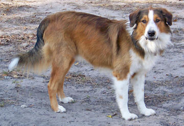 english shepherd puppies near me